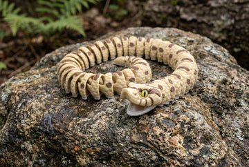 Hognose Snake