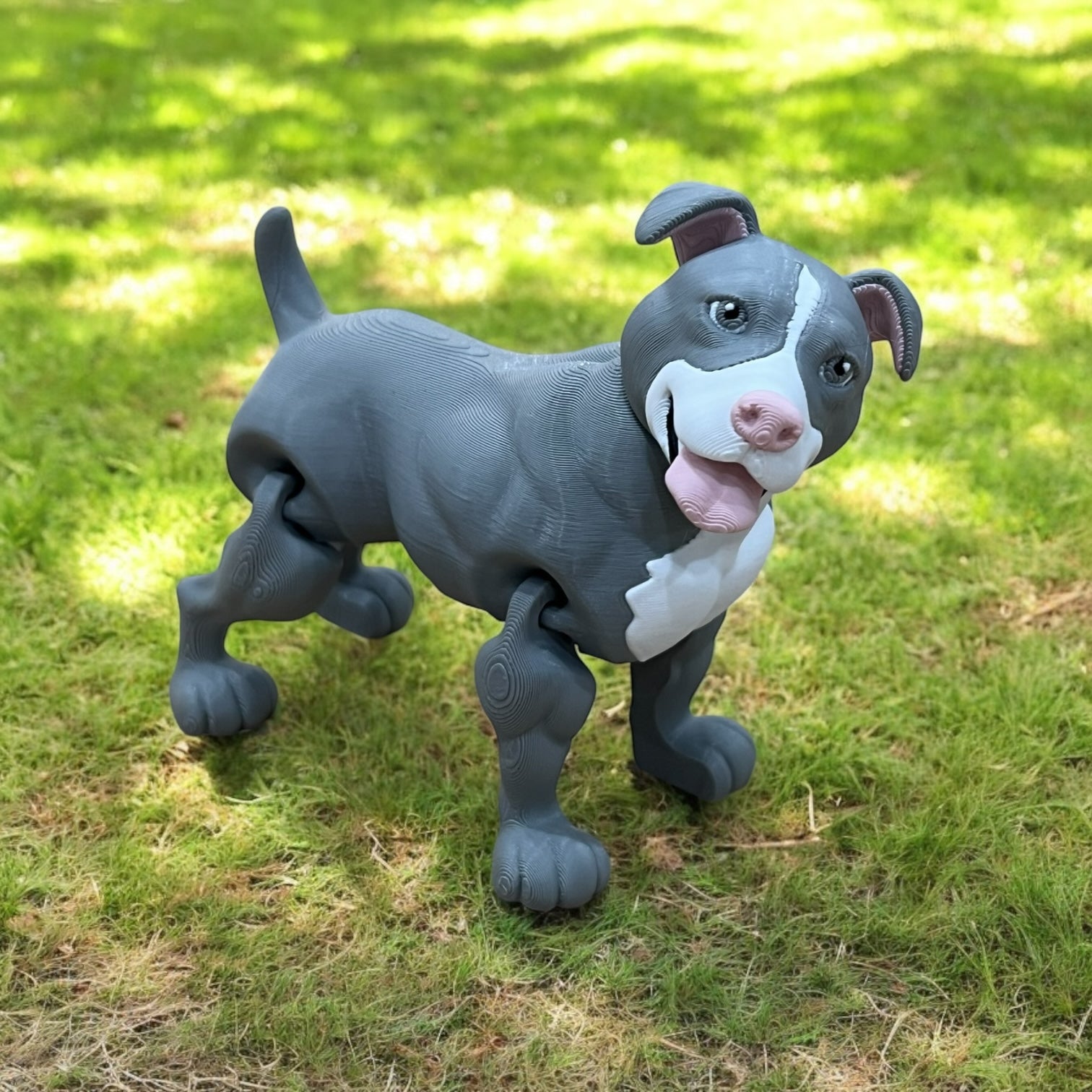 Bodhi the Staffy