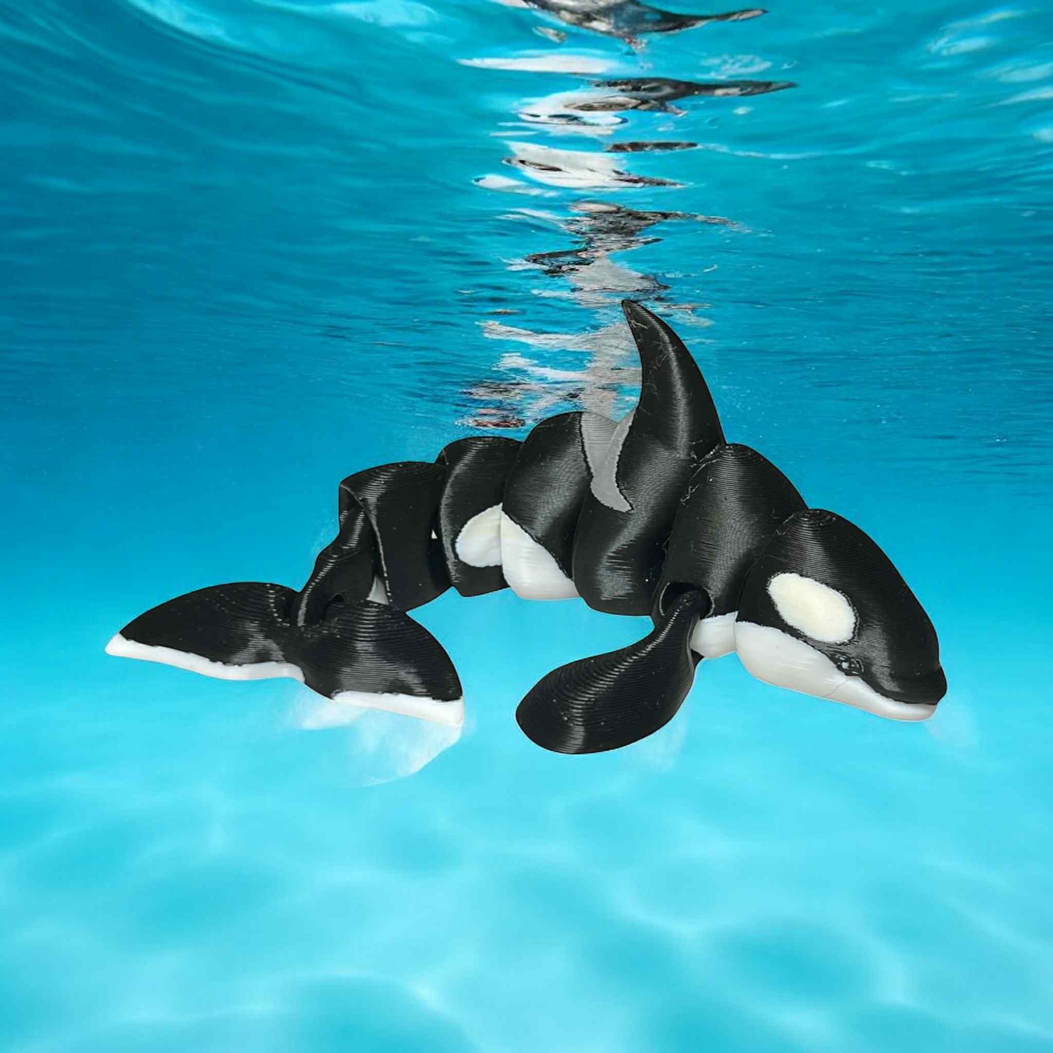 Kona the Orca