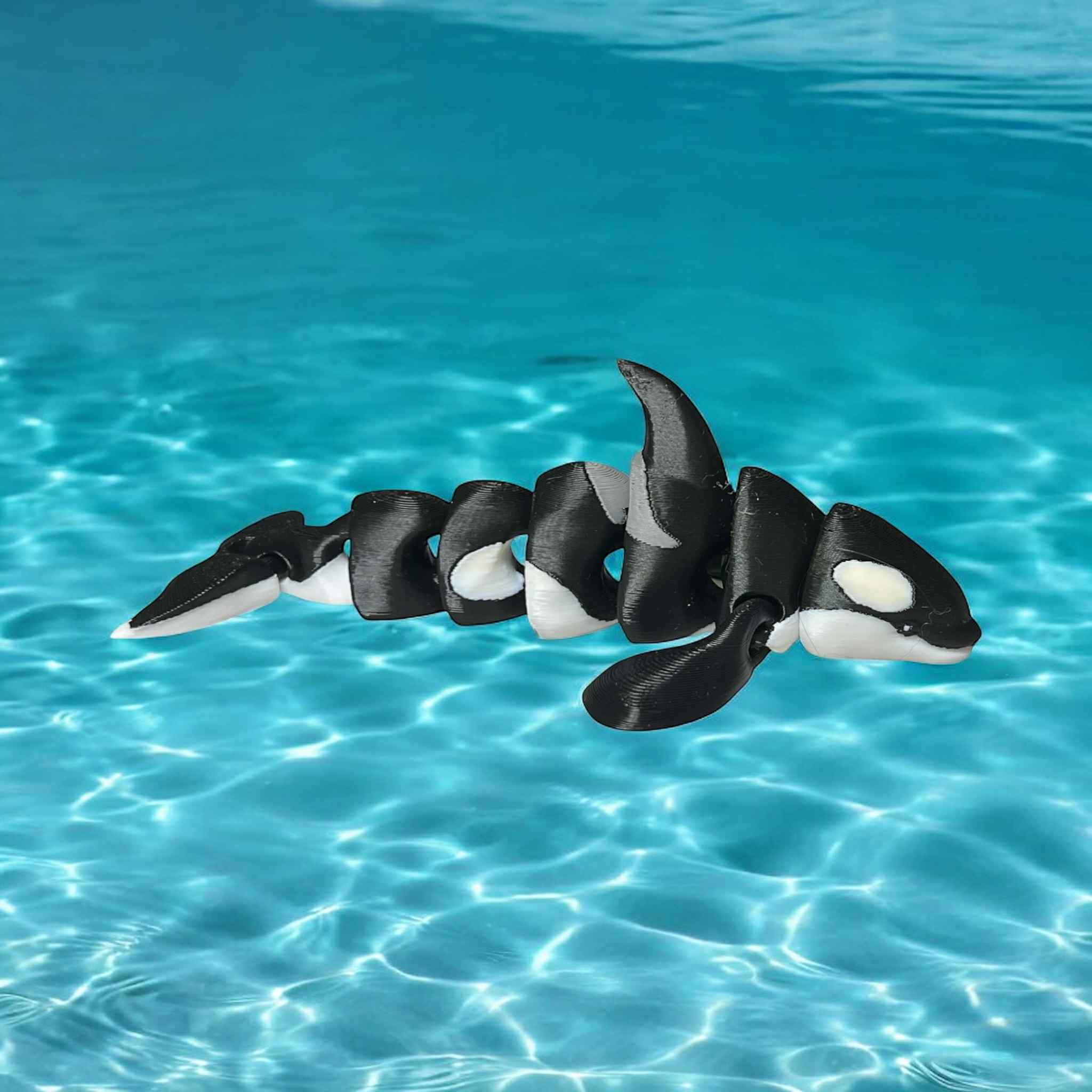 Kona the Orca